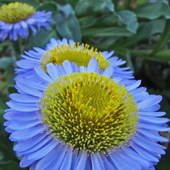 Blue Erigeron Çiçeği Tohumu(50 tohum) ürün görseli