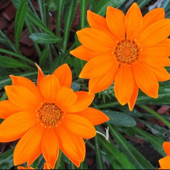 Afrika Papatyası Çiçeği Tohumu(30 tohum) ürün görseli