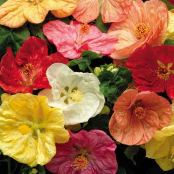 Karışık Renkli Çin Çan Çiçeği Tohumu (50 tohum) ürün görseli