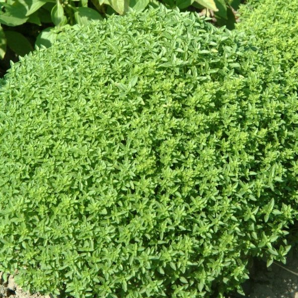 Doğal İstanbul Kekiği Tohumu(50 tohum) ürün görseli