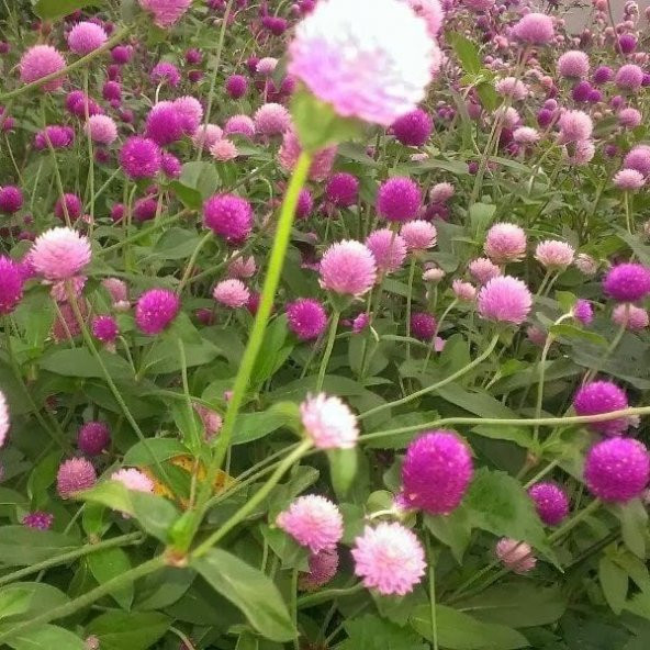 Gomphrena Globosa Karışık Medine Çiçeği Tohumu (50 tohum)