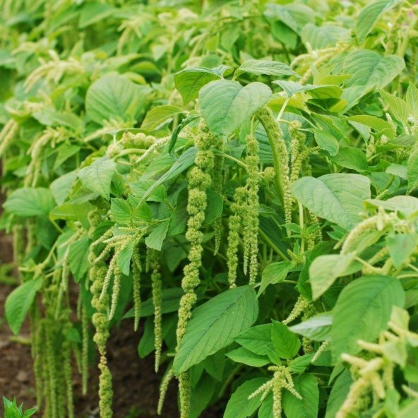 Yeşil Renkli Amaranthus(Horoz İbiği) Çiçeği Tohumu(50 tohum) ürün görseli