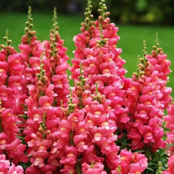 Aslan Ağzı Çiçeği Tohumu ürün görseli