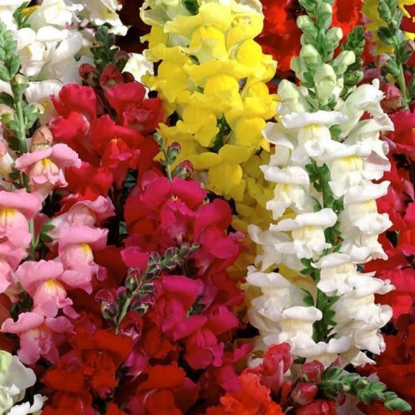 Antirrhinum Rainbow Mixed Karışık Aslanağzı Çiçeği Tohumu(200 tohum)