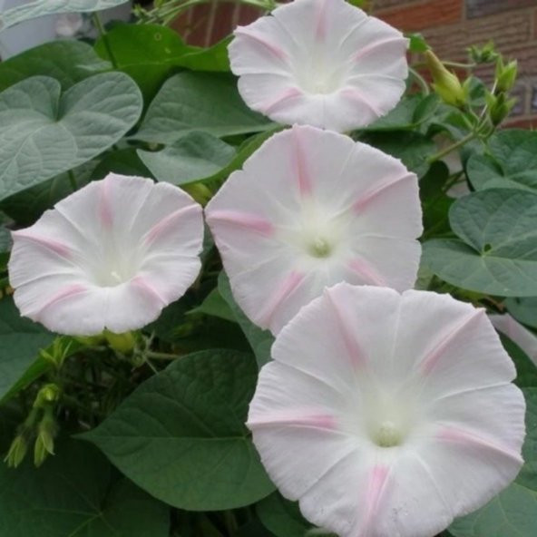 Shiva Alacalı Gündüz Sefası Çiçeği Tohumu(10 tohum) ürün görseli