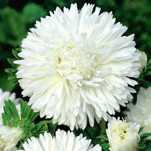 Bellis Perennis Beyaz Ponpon İngiliz Çayır Papatyası Çiçeği Tohumu(100 tohum) - 1
