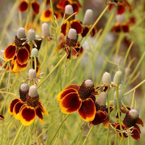 Kırmızı Sarı Bodur Ratibida Çiçeği Tohumu(100 tohum) ürün görseli