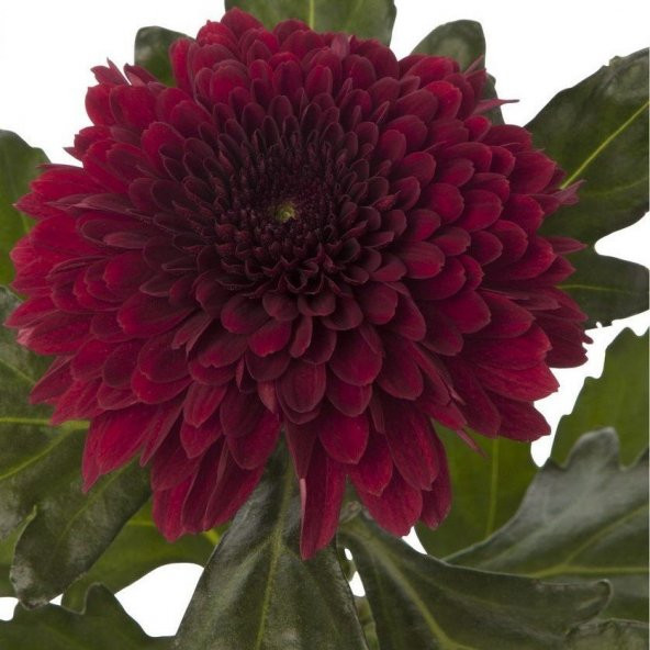 Callistephus Pompon Koyu Kırmızı Aster Çiçeği Tohumu(50 tohum) ürün görseli