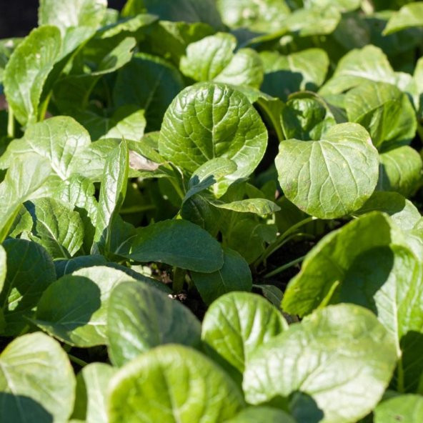 Doğal Tender Green Hardal Tohumu (100 tohum)