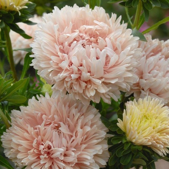 Pompon White Marble Crimson Aster Çiçeği Tohumu (50 tohum) ürün görseli