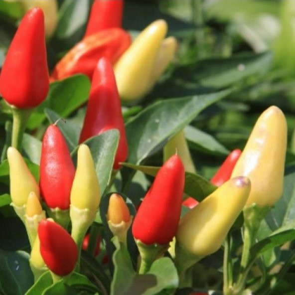 Doğal Saksılık Salsa Red Acı Biber Tohumu (5 tohum)