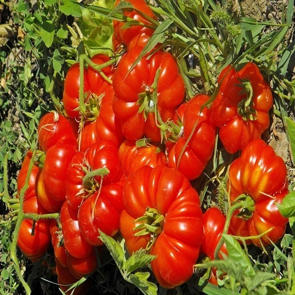 Yerli Toros Doğal Köy Domatesi Tohumu(10 tohum)