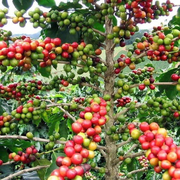 Yetiştiriicliği Kolay Kendine Verimli Herdem Yeşil Coffea Arabica Kahve Fidanı - 3
