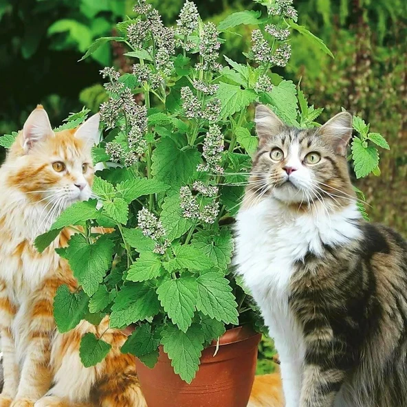 Ata Tohumları Geleneksel  Catnip Kedi Nanesi Tohumu (20 tohum )