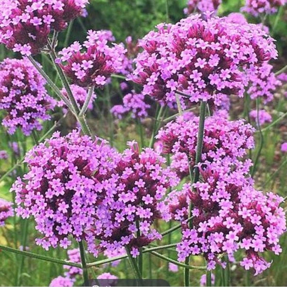 Ata Tohumları Geleneksel Pembe Renkli Verbena Mine Çiçeği Tohumu(20 tohum)