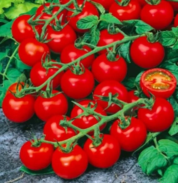 Geleneksel Ata Tohumları Red Cherry Larged Domates Tohumu (10 Tohum)