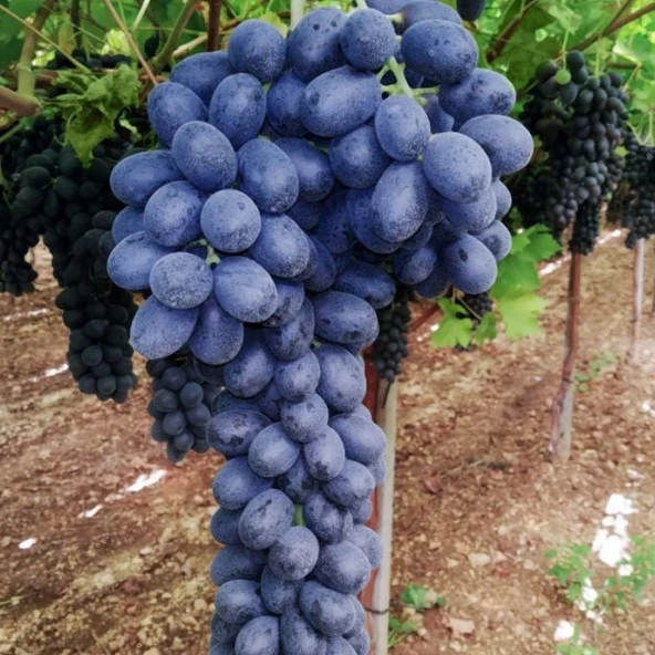 Kokulu Kurutmalık Pekmezlik Şaraplık Malbec Kan Üzümü Fidanı