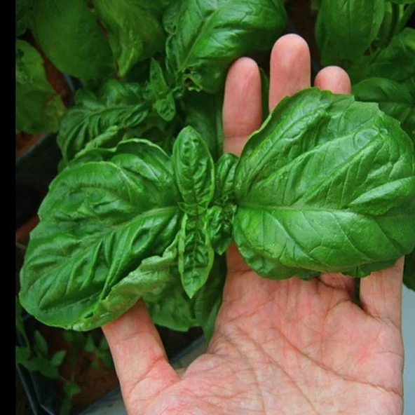Geleneksel Ata Tohumları Large Leaf Marul Yapraklı  Fesleğen Tohumu (250 tohum) - 3