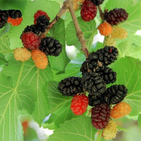 Tüplü Morus Sp Urmu Dutu Fidanı (60-100 Cm) ürün görseli