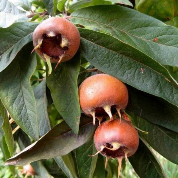 Tüplü İri Meyveli Big Paradise Beşbıyık Döngel Muşmula Fidanı (120-180 cm)