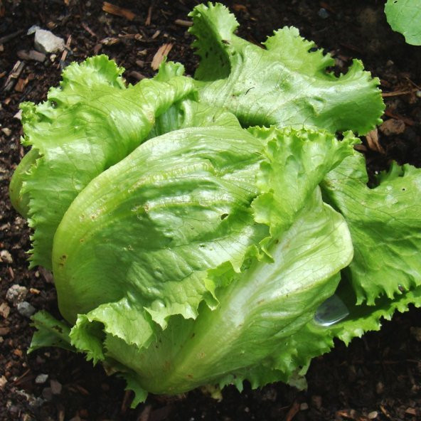 Iceberg Marul Fidesi (5 adet) - 1