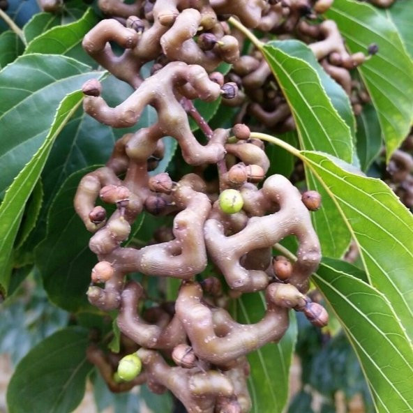 Tüplü Japon Kuru Üzümü Şeker Ağacı (Sugar Tree) Fidanı
