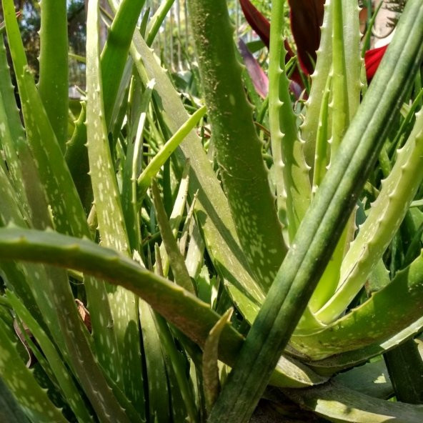 Tüplü Doğal Aloe Vera (Sarı Sabır) Fidanı