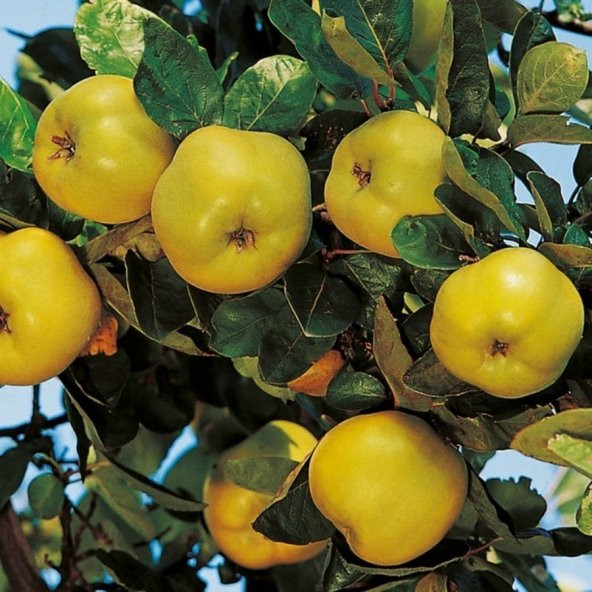 Tüplü Aşılı Tam Bodur İstanbul Ayvası Ege-22 Ayva Fidanı ürün görseli