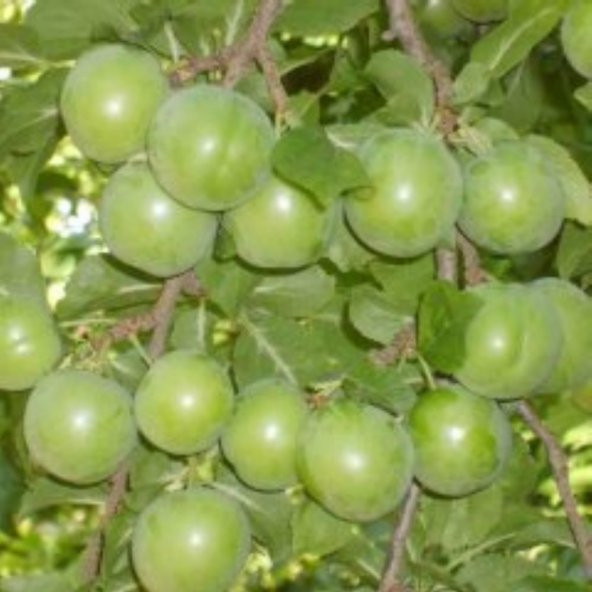 Tüplü Aşılı Tam Bodur Mayhoş Cin Erik Fidanı ürün görseli 1