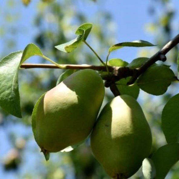 Tüplü Aşılı Tam Bodur Erkenci Aromalı Akça Armut Fidanı
