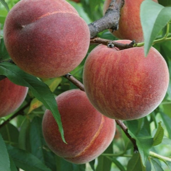 Tüplü Aşılı Yarıbodur Erkenci Transvalia Şeftali Fidanı ürün görseli