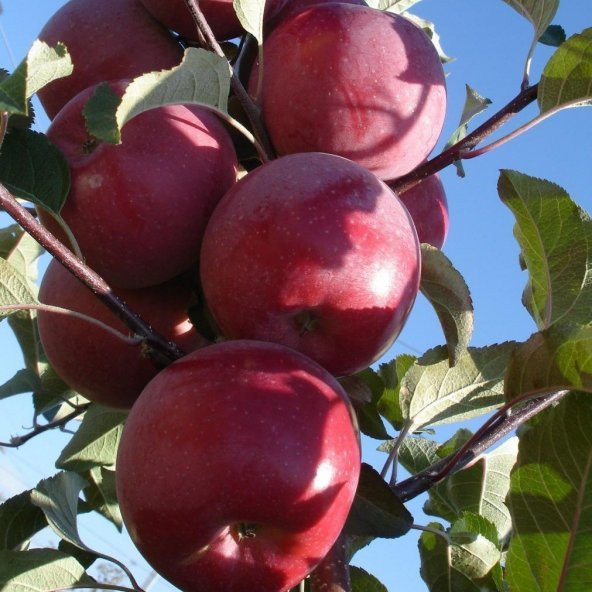 Tüplü Aşılı Yarıbodur Sulu Fuji Zhen Aztec (Aztek) Elma Fidanı - Resim 2