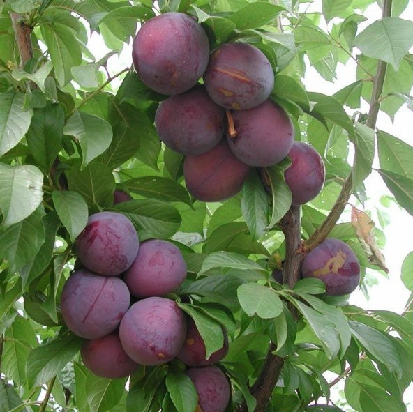 Tüplü Aşılı Yarıbodur İri Meyveli Fortune Japon Erik Fidanı ürün görseli