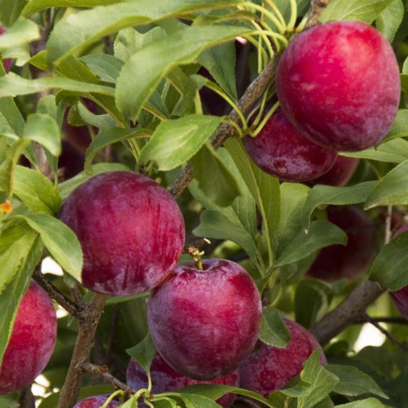 Tüplü Aşılı Yarıbodur Bol Verimli Santa Rosa Japon Erik Fidanı ürün görseli