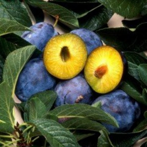 Tüplü Aşılı Tam Bodur Reçellik Mürdüm Erik Fidanı ürün görseli 1