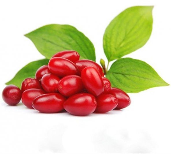 Tüplü Marmelatlık Anadolu Kızılcık Fidanı