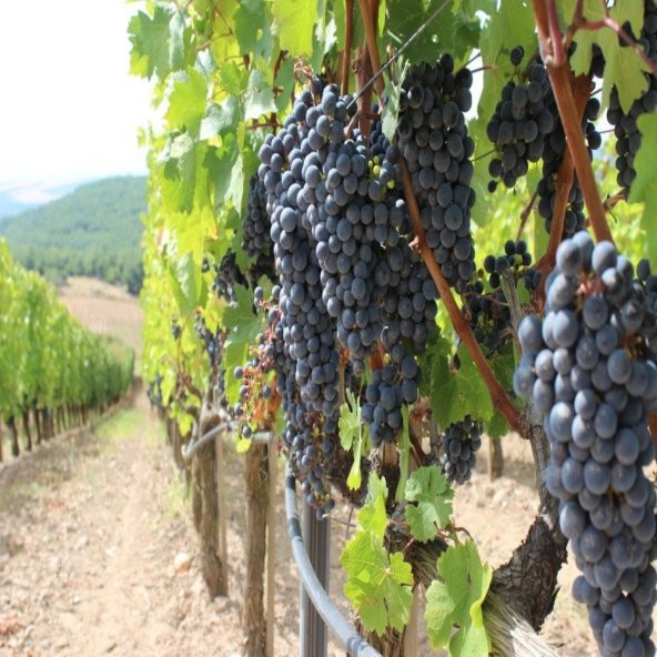 Tüplü Şaraplık Kalecik Karası Üzüm Fidanı ürün görseli