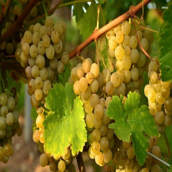 Tüplü Tatlı Sofralık Ata Sarısı Üzüm Fidanı ürün görseli