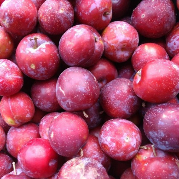 Tüplü Aşılı Kokulu Verimli Early Red Beauty Japon Erik Fidanı ürün görseli