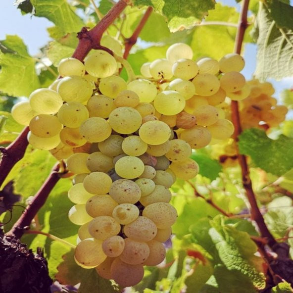 Tüplü Aromalı Şaraplık Semillion Üzüm Fidanı ürün görseli