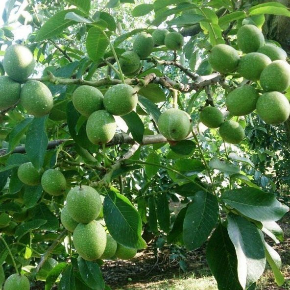 Tüplü Aşılı Yüksek Verimli Özel Lara Ceviz Fidanı ürün görseli