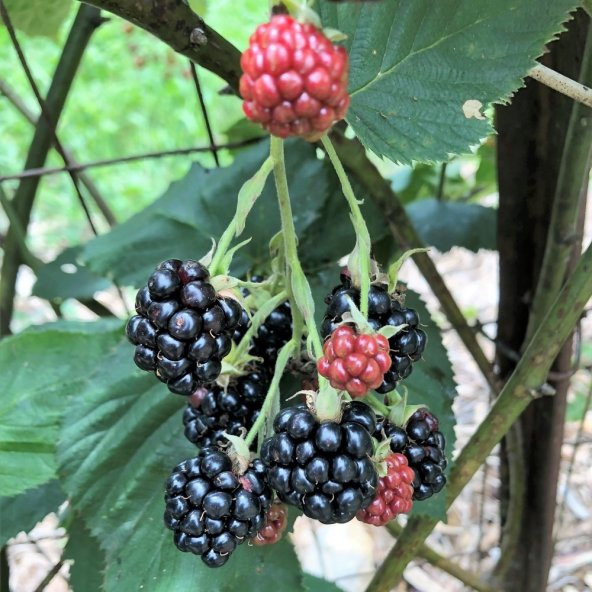 Tüplü Verimli Dikensiz Jumbo Böğürtlen Fidanı ürün görseli