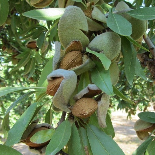 Tüplü Aşılı Bol Verimli Ferraduel Badem Fidanı ürün görseli