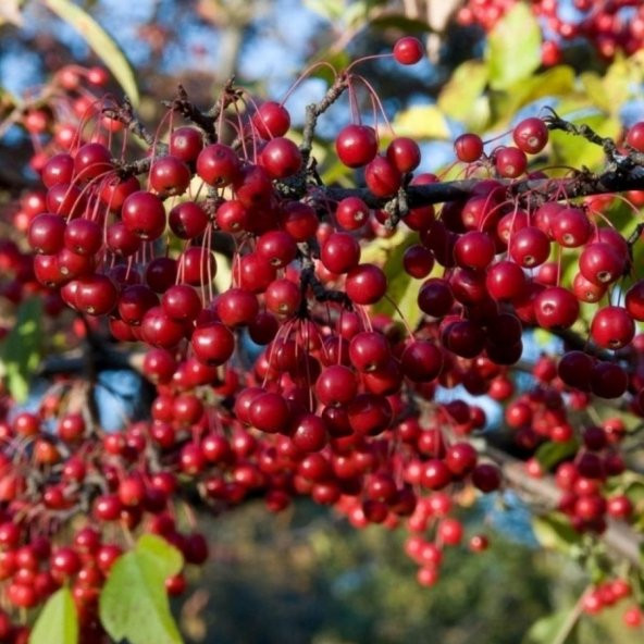 Tüplü Kırmızı Red Miracle Salkım Rus Yaban Mersini Aronya Fidanı ürün görseli