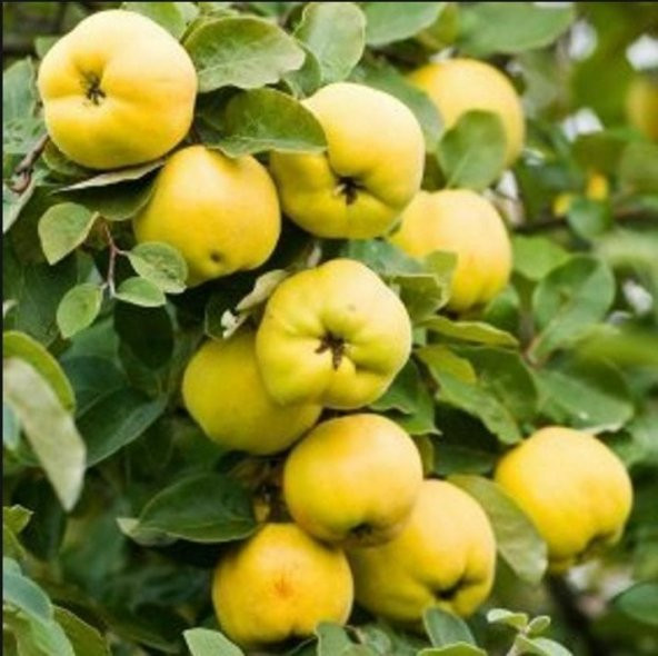 Tüplü Salkım Yüksek Verimli Eşme Ayvası Fidanı ürün görseli