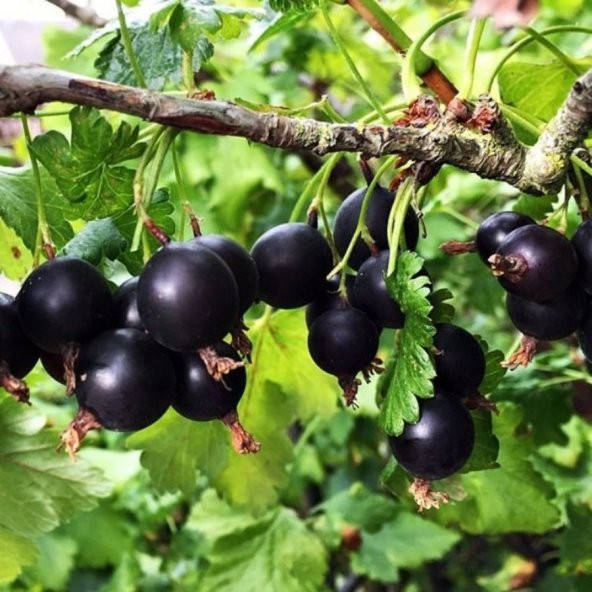 2 Tad Bİr Arada Frenk Üzümü Bektaşi Üzümü Melezi Josta Üzümü ürün görseli