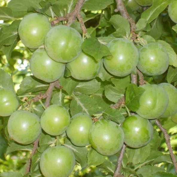 Tüplü Salkım Meyveleri Olan Cin Dik Erik Fidanı