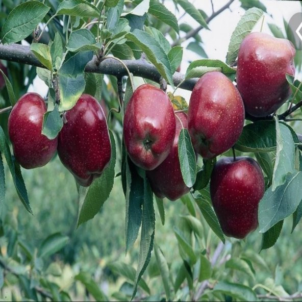 Tüplü Starking Kokulu Elma Fidanı ürün görseli 1