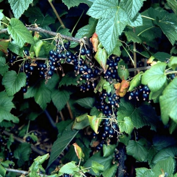 Tüplü Dev Meyveli Boskop Ribes nigrum Siyah Frenk Üzümü Fidanı ürün görseli 1