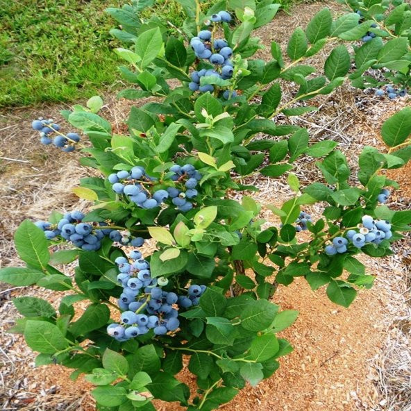Tüplü Aromalı Bluecropt Yaban Mersini Fidanı